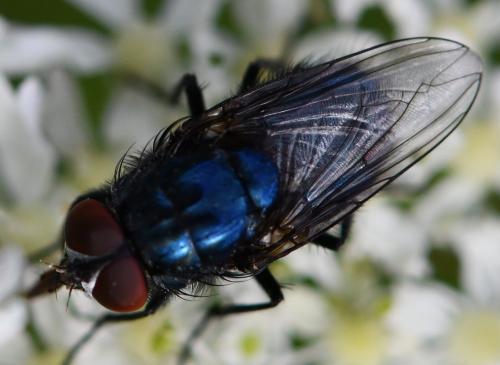 Réf. 266 760 : Protocalliphora azurea